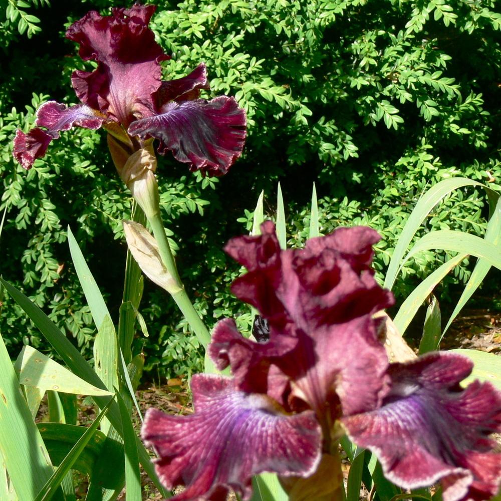 Photo of Tall Bearded Iris (Iris 'Pep Rally') uploaded by janwax