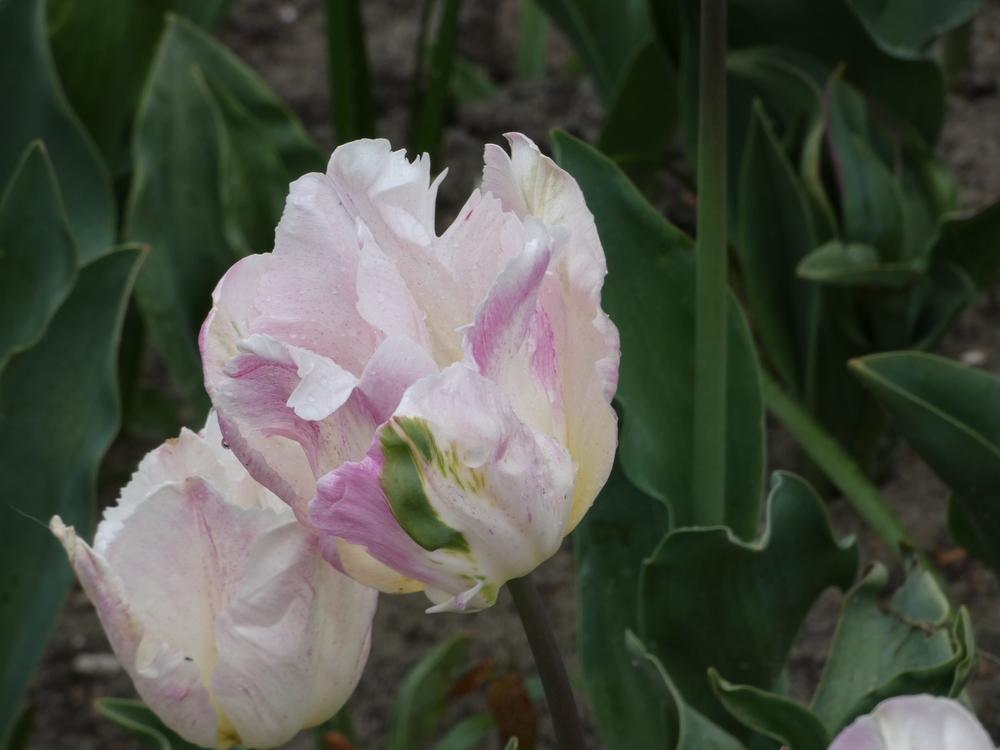Photo of Tulip (Tulipa 'Libretto Parrot') uploaded by mellielong