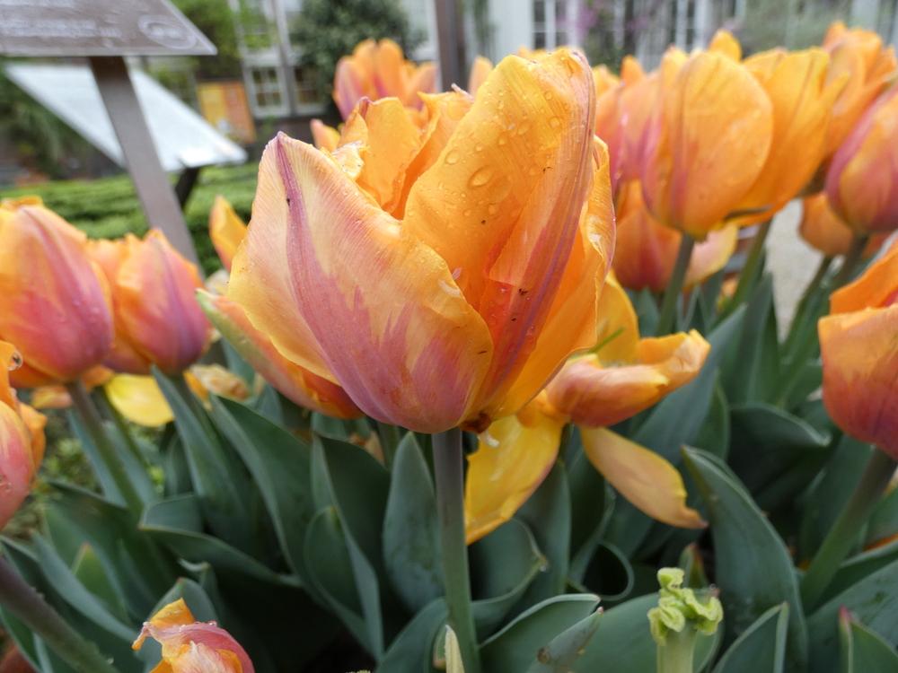 Photo of Triumph Tulip (Tulipa 'Prinses Irene') uploaded by mellielong
