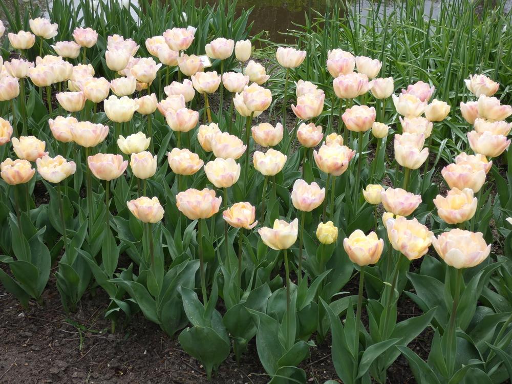 Photo of Double Late Tulip (Tulipa 'Creme Upstar') uploaded by mellielong
