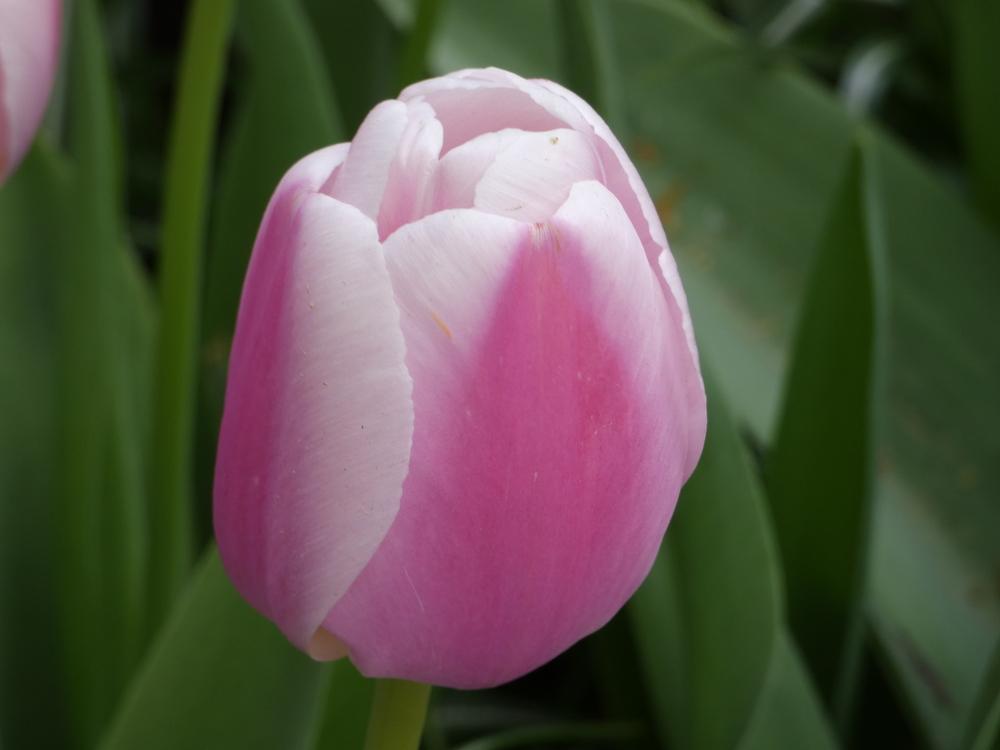 Photo of Darwin Hybrid Tulip (Tulipa 'Ollioules') uploaded by mellielong