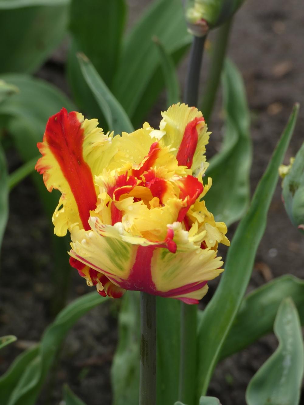Photo of Parrot Tulip (Tulipa 'Flaming Parrot') uploaded by mellielong
