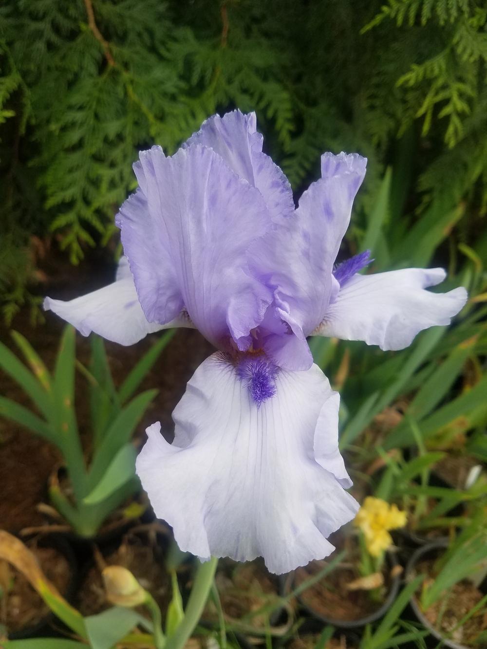 Photo of Tall Bearded Iris (Iris 'Alien Mist') uploaded by mesospunky