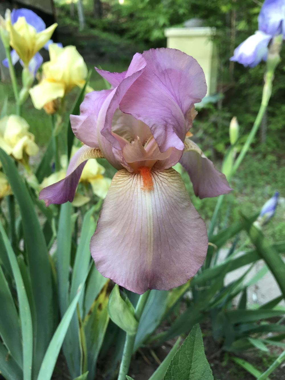 Photo of Tall Bearded Iris (Iris 'Mary Randall') uploaded by urania1