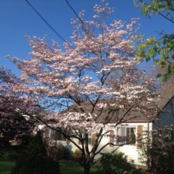 Location: In my garden, Falls Church, VA
Date: 2018-04-29
Spring blooms