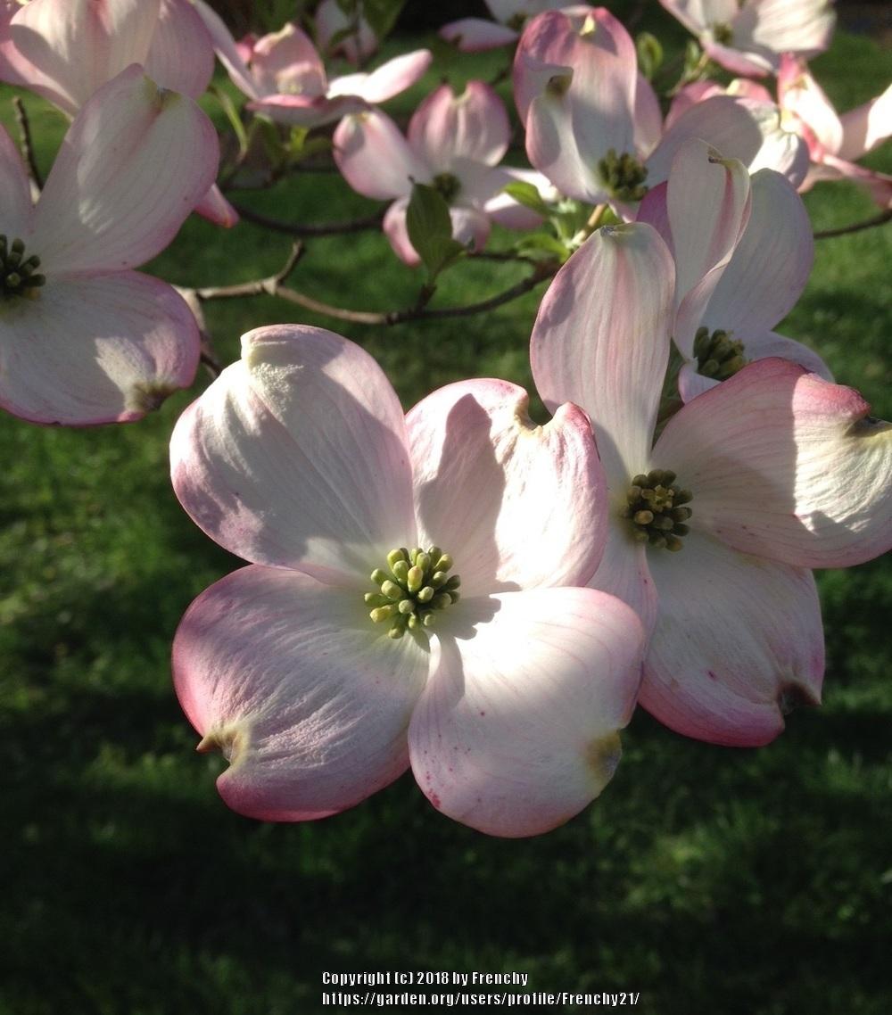 Photo of Pink Flowering Dogwood (Cornus florida 'Rubra') uploaded by Frenchy21