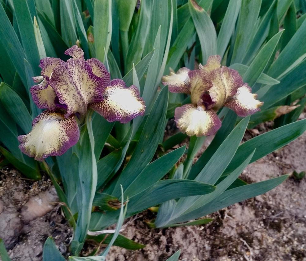 Photo of Standard Dwarf Bearded Iris (Iris 'Kaching') uploaded by Islandview