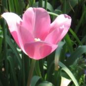 The sunlight enhanced the beauty of this tulip