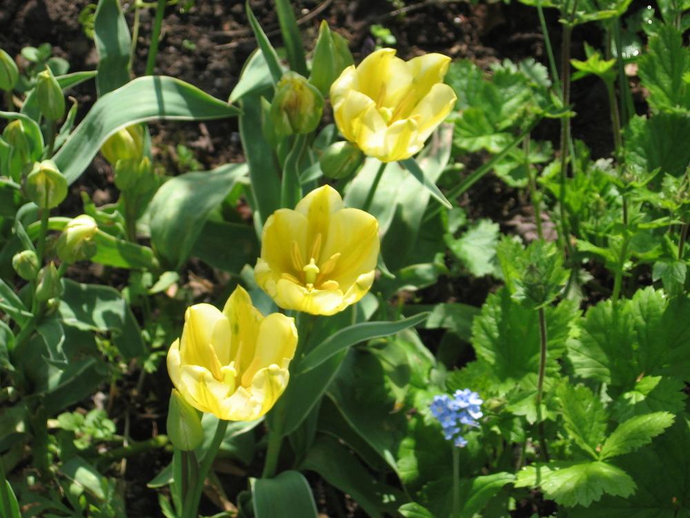 Photo of Single Late Tulip (Tulipa 'Antoinette') uploaded by Yorkshirelass