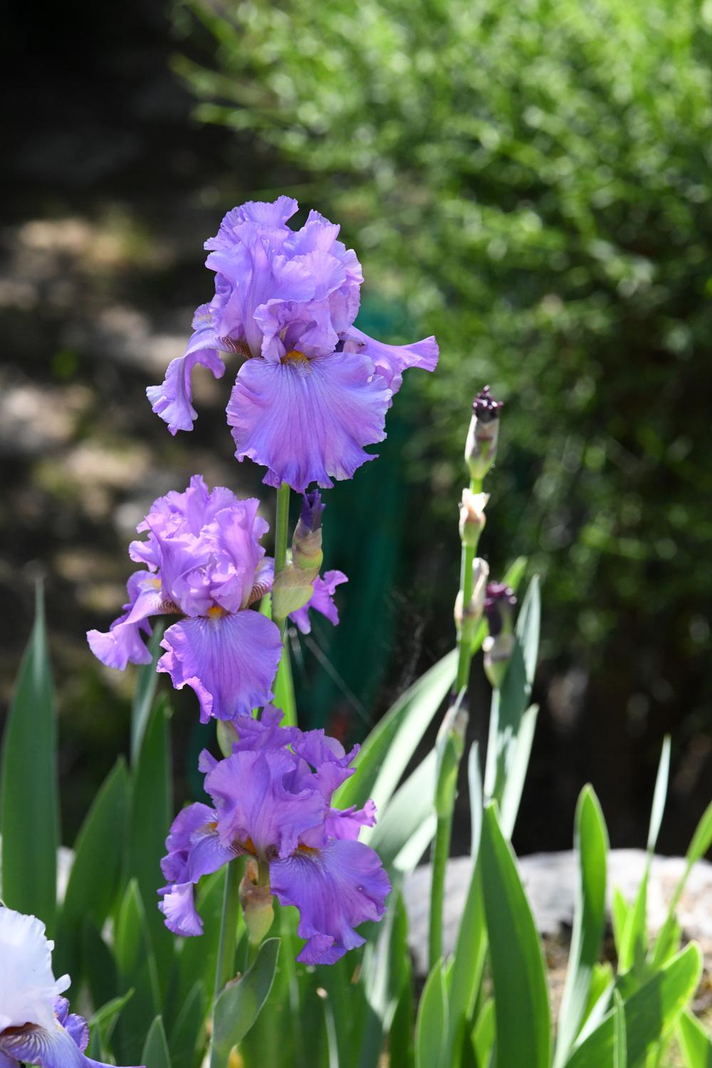 Photo of Tall Bearded Iris (Iris 'Ruffled Goddess') uploaded by cliftoncat