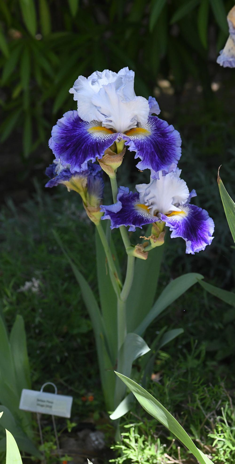 Photo of Tall Bearded Iris (Iris 'Belasé Pleso') uploaded by cliftoncat