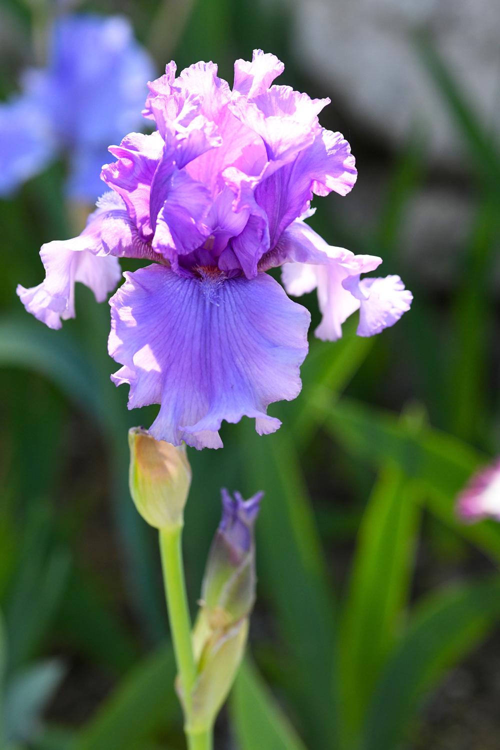 Photo of Tall Bearded Iris (Iris 'Living Your Dream') uploaded by cliftoncat