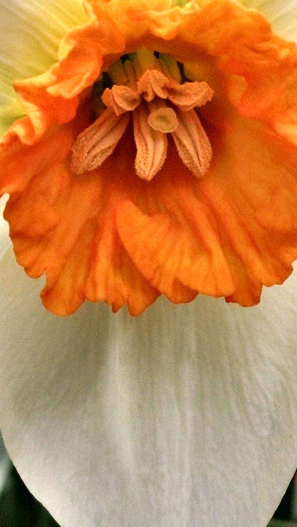 Photo of Small-Cupped Daffodil (Narcissus 'Barrett Browning') uploaded by joannakat