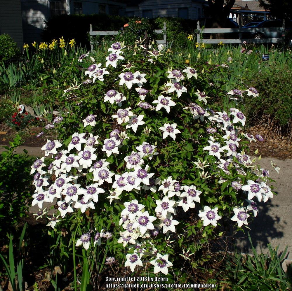 Photo of Clematis (Clematis florida 'Sieboldii') uploaded by lovemyhouse
