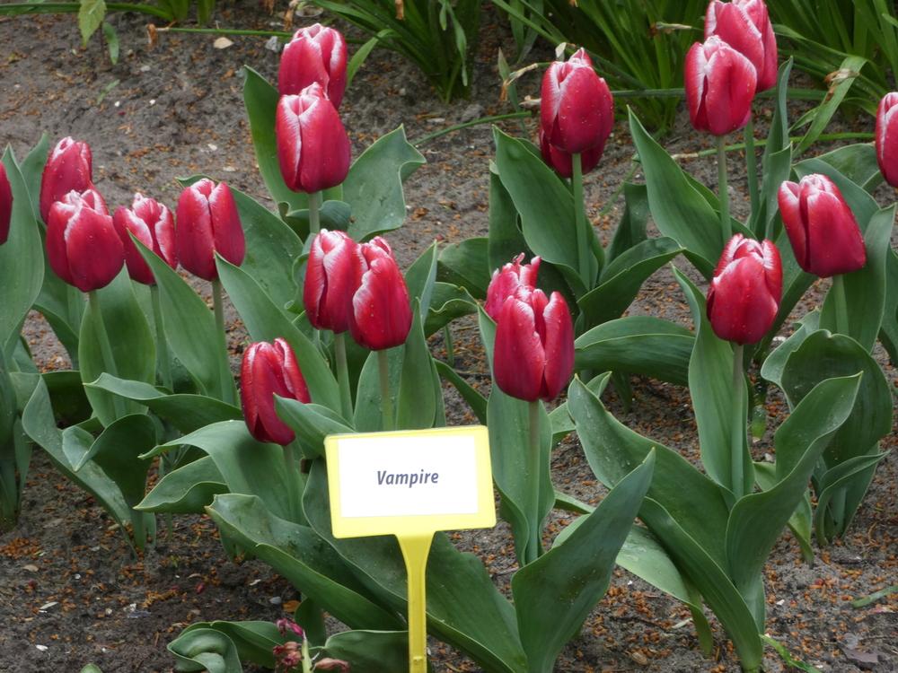 Photo of Tulip (Tulipa 'Vampire') uploaded by mellielong