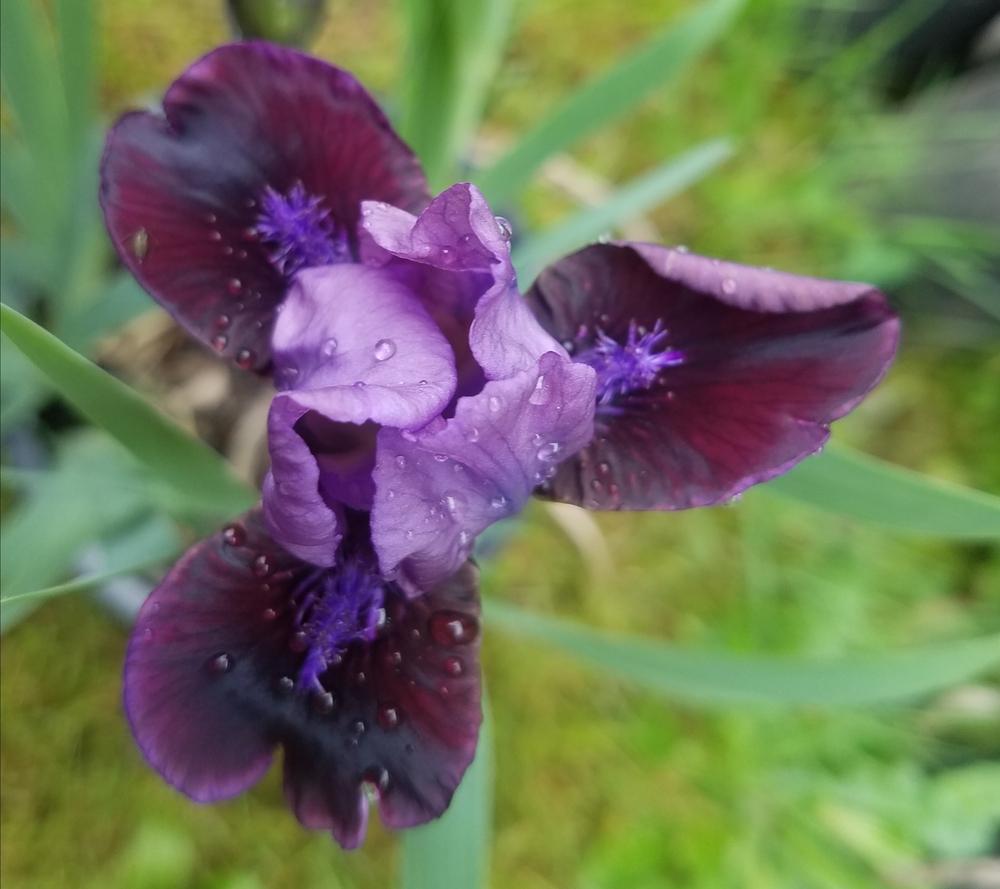 Photo of Standard Dwarf Bearded Iris (Iris 'Regards') uploaded by mesospunky