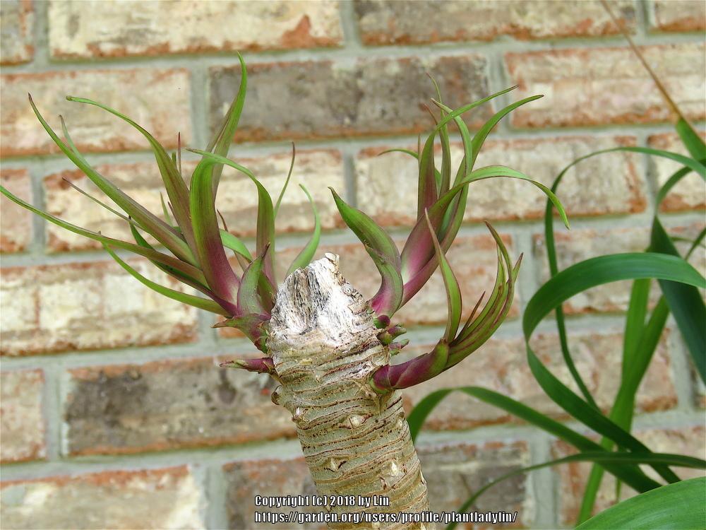 Photo of Ponytail Palm (Beaucarnea recurvata) uploaded by plantladylin