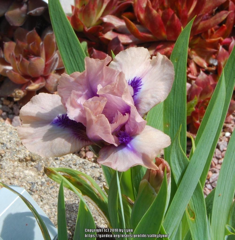Photo of Miniature Dwarf Bearded Iris (Iris 'Brevity') uploaded by valleylynn