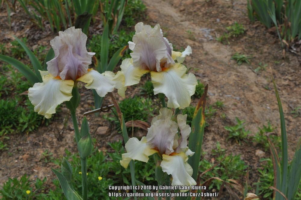 Photo of Tall Bearded Iris (Iris 'After the Dawn') uploaded by Cuzz4short