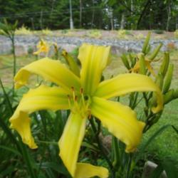 
Photo Courtesy of Nova Scotia Daylilies Used with Permission