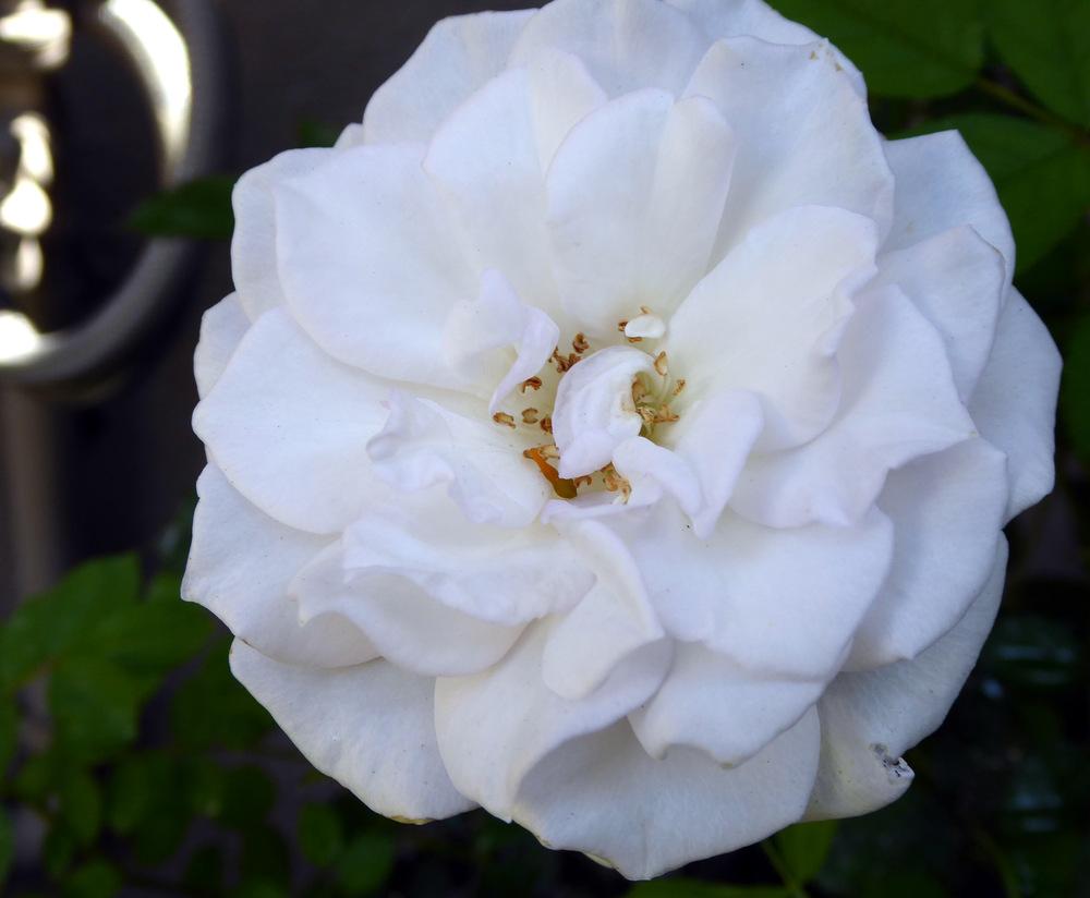 Photo of Rose (Rosa 'Jennifer') uploaded by JulieB