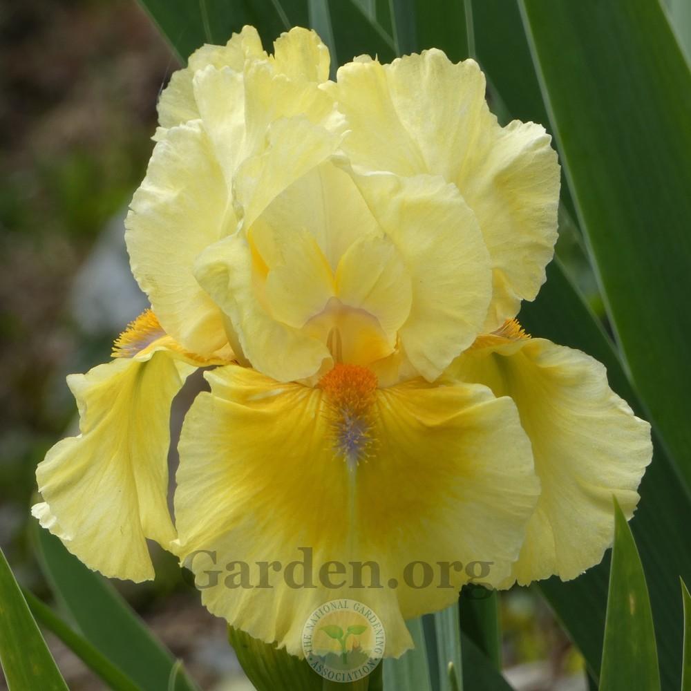 Photo of Intermediate Bearded Iris (Iris 'Coloursonic') uploaded by Patty