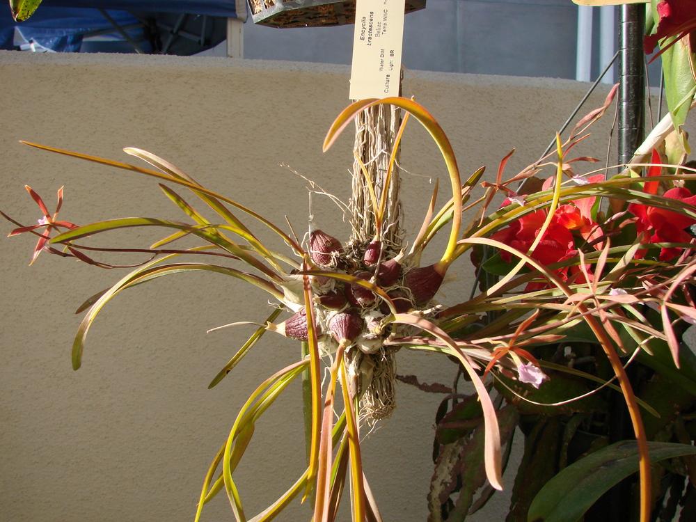 Photo of Ts Uyche (Encyclia bractescens) uploaded by Ted5310