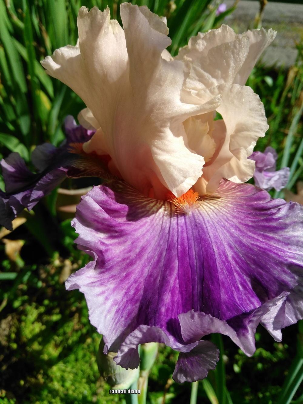 Photo of Tall Bearded Iris (Iris 'Devilicious') uploaded by arilbred