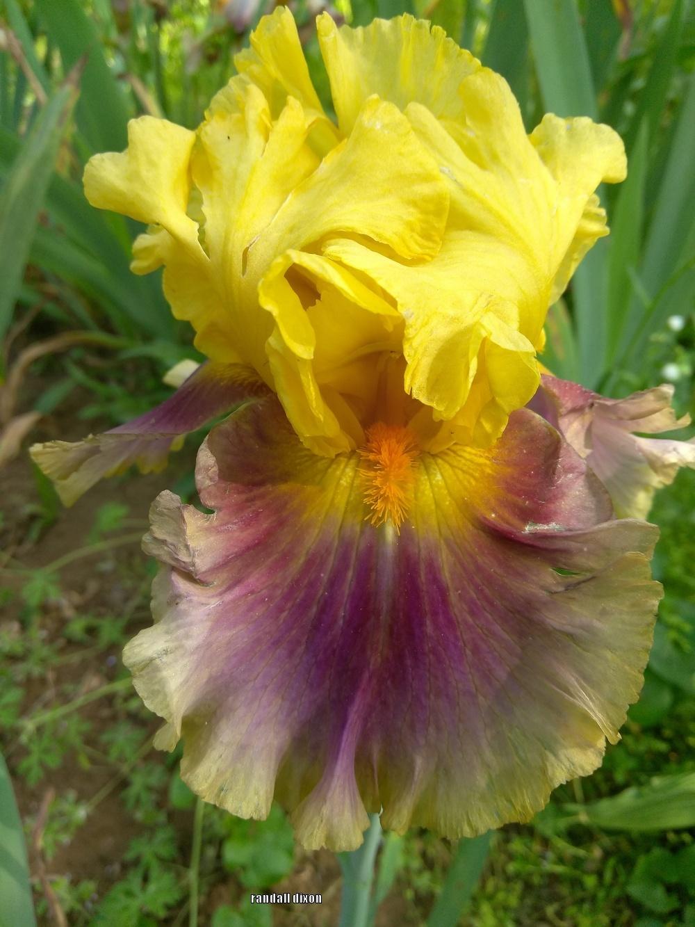 Photo of Tall Bearded Iris (Iris 'In Living Color') uploaded by arilbred