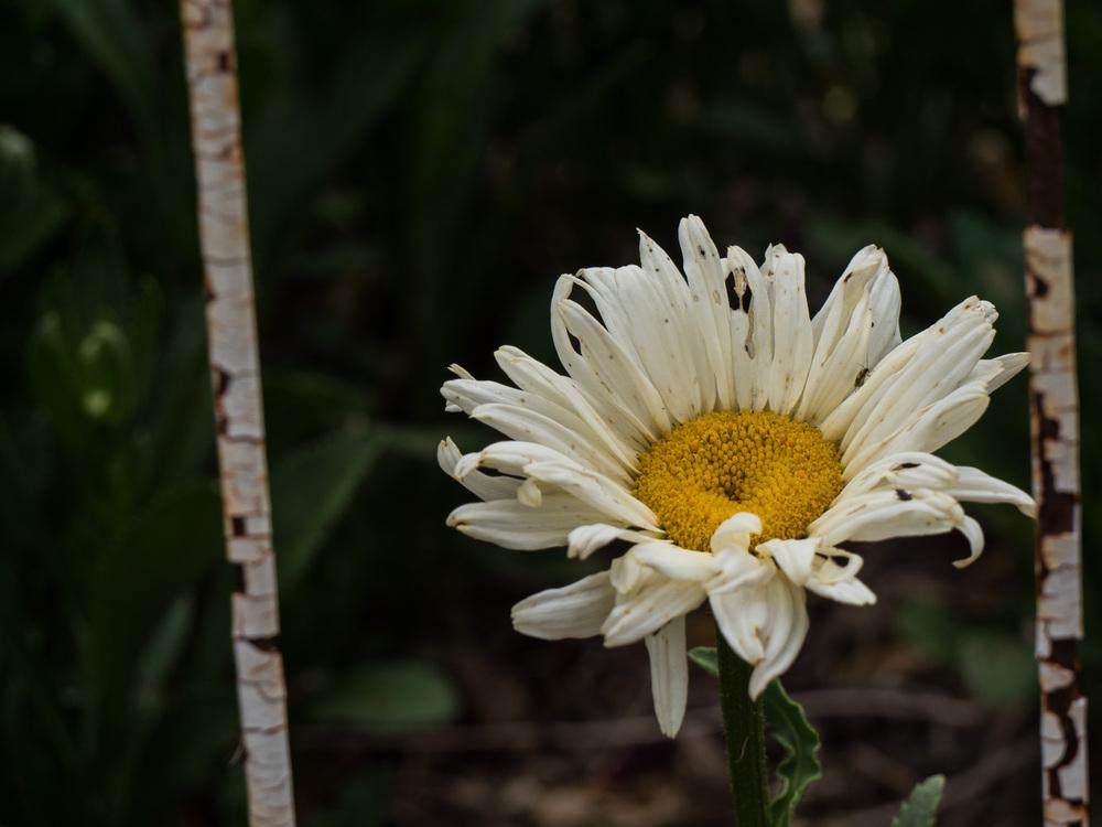 Photo of Shasta Daisy (Leucanthemum x superbum 'Banana Cream') uploaded by frankrichards16