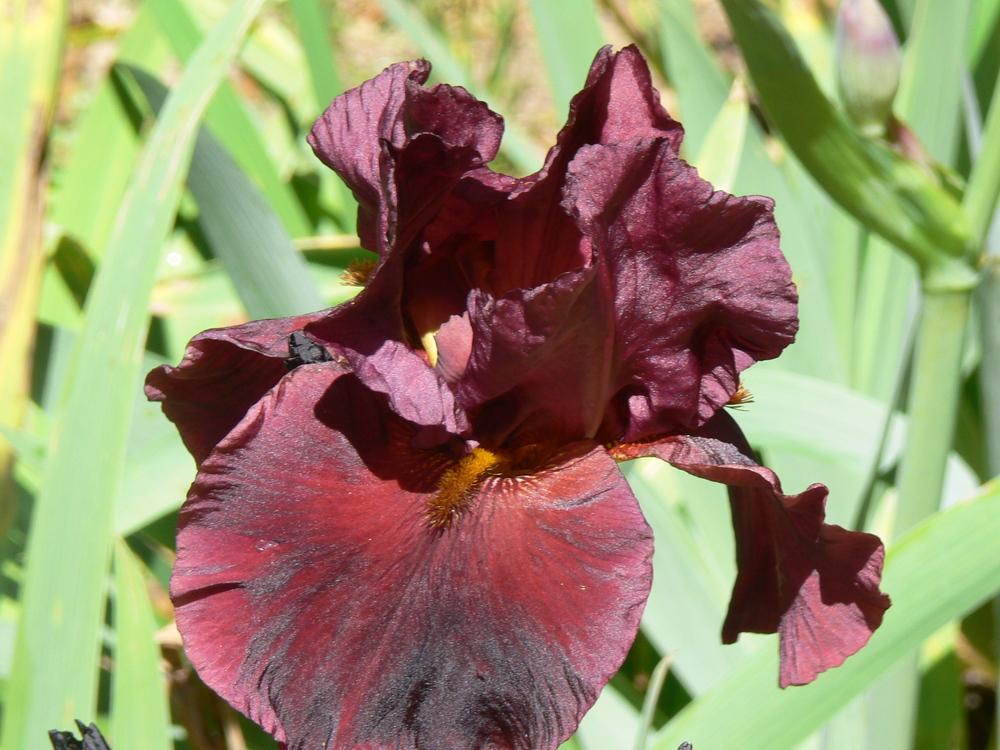 Photo of Tall Bearded Iris (Iris 'Red Velvet Cake') uploaded by janwax