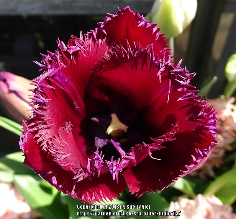 Photo of Fringed Tulip (Tulipa 'Curly Sue') uploaded by kniphofia