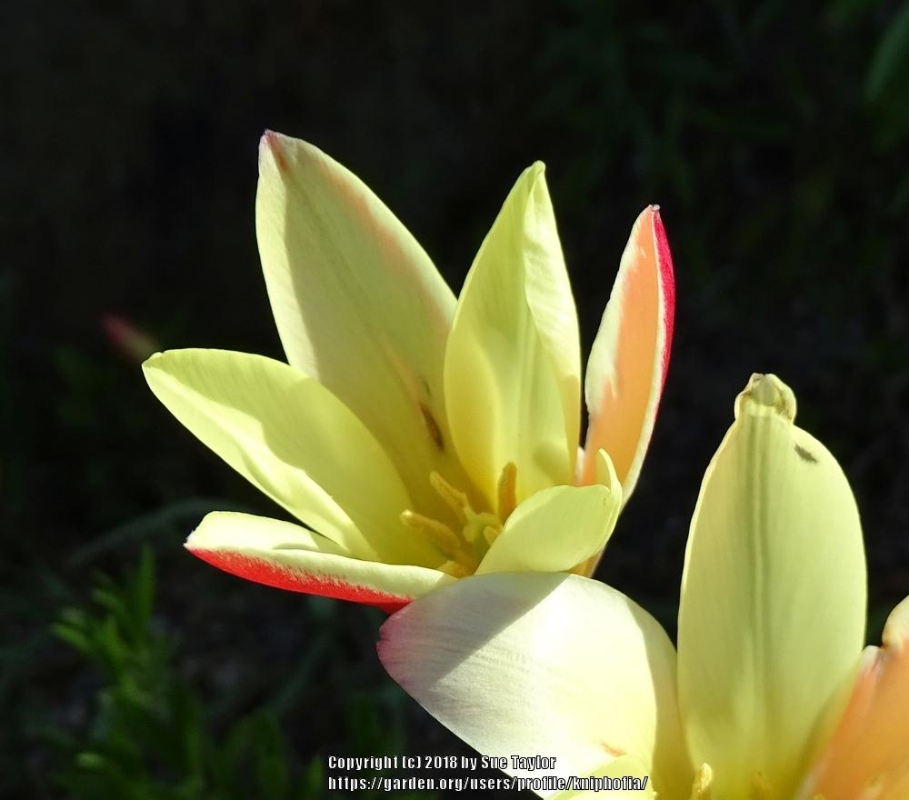 Photo of Lady Tulip (Tulipa clusiana 'Cynthia') uploaded by kniphofia
