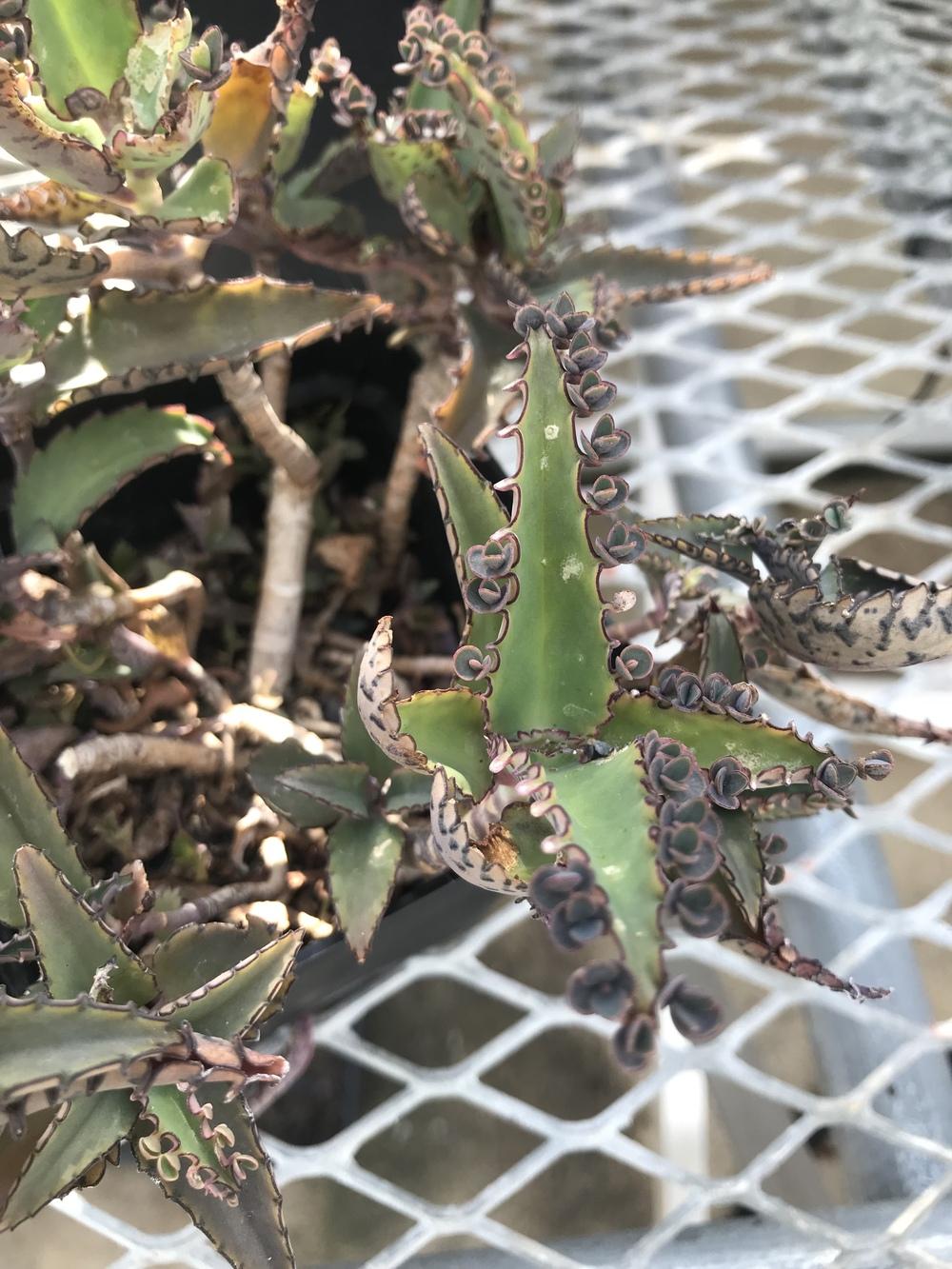 Photo of Mother of Thousands (Kalanchoe daigremontiana 'Jaws of Life') uploaded by ljones26