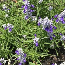 Location: The Woodlands, TX.
Date: 2018-04-29
Salvia 'Otahal' blooms