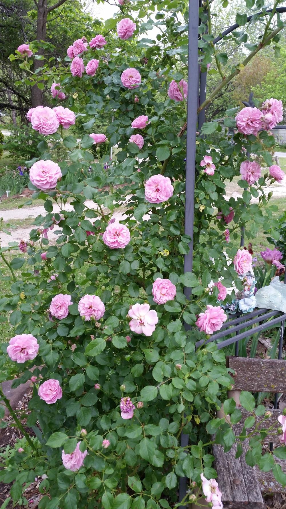 Photo of Rose (Rosa 'Lavender Lassie') uploaded by FAIRYROSE