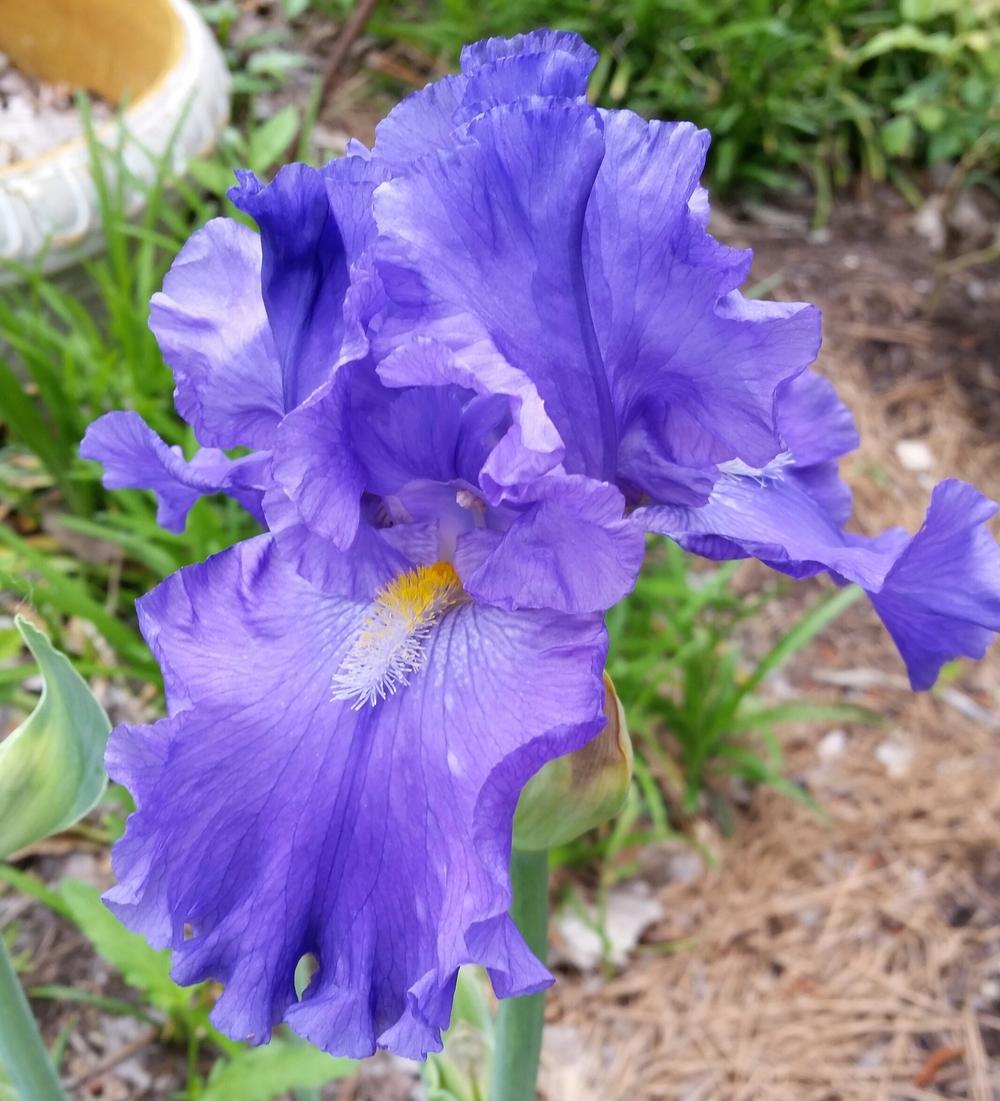 Photo of Tall Bearded Iris (Iris 'Blue Suede Shoes') uploaded by FAIRYROSE