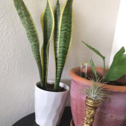 
Date: 2018
Sansevieria next to a white bird of paradise plant, my pride and 