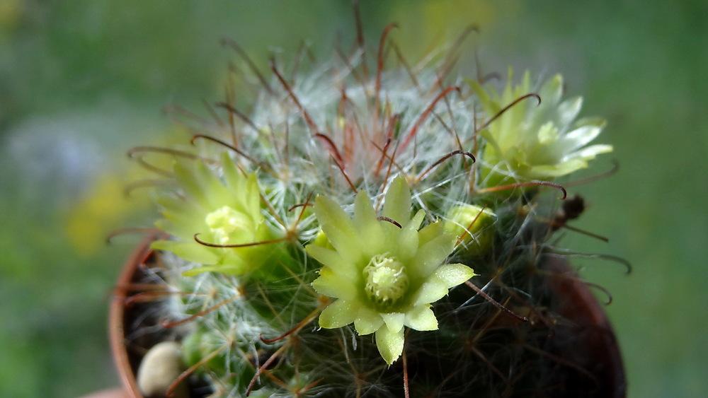 Photo of Powderpuff Cactus (Mammillaria bocasana) uploaded by Orsola