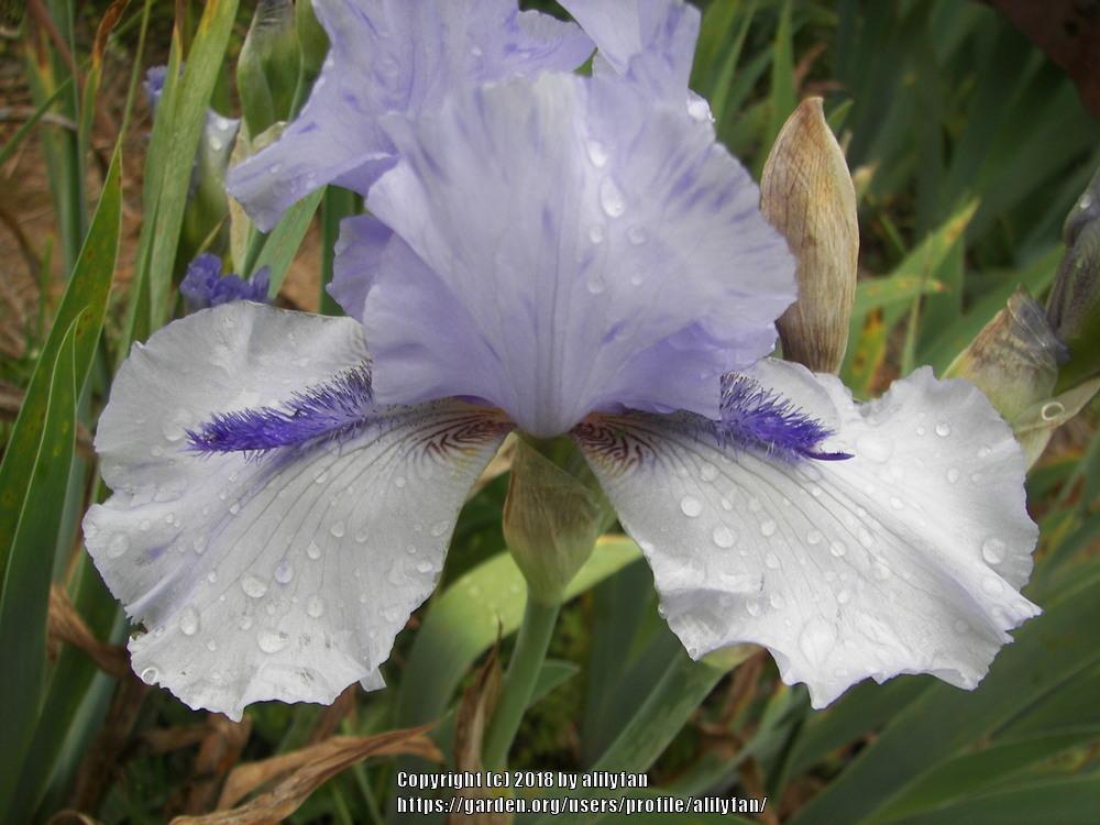 Photo of Tall Bearded Iris (Iris 'Alien Mist') uploaded by alilyfan