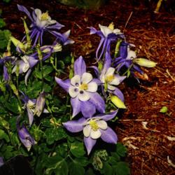Location: Botanical Gardens of the State of Georgia...Athens, Ga
Date: 2018-05-07
Purple Columbine 010