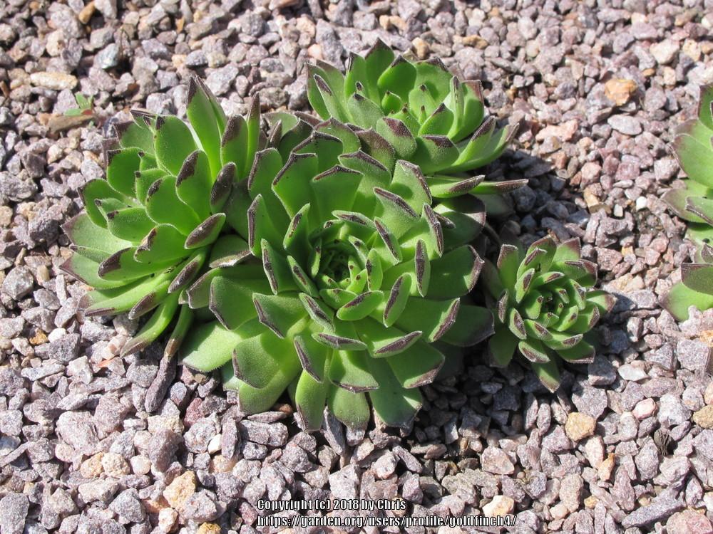 Photo of Hen and Chicks (Sempervivum 'Chocolate Dip') uploaded by goldfinch4