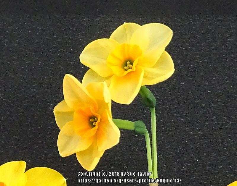Photo of Jonquilla Daffodil (Narcissus 'Littlefield') uploaded by kniphofia
