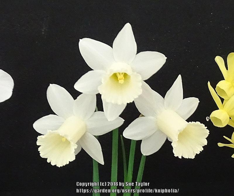 Photo of Trumpet Daffodil (Narcissus 'Alec Gray') uploaded by kniphofia
