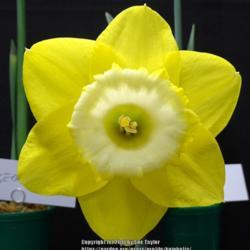 Location: RHS Harlow Carr, Yorkshire, UK
Date: 2018-05-05
Daffodil show