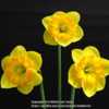 Daffodil show