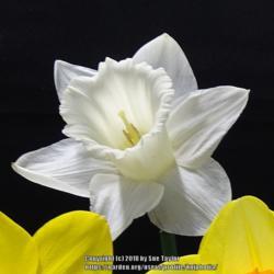 Location: RHS Harlow Carr, Yorkshire, UK
Date: 2018-05-05
Daffodil show