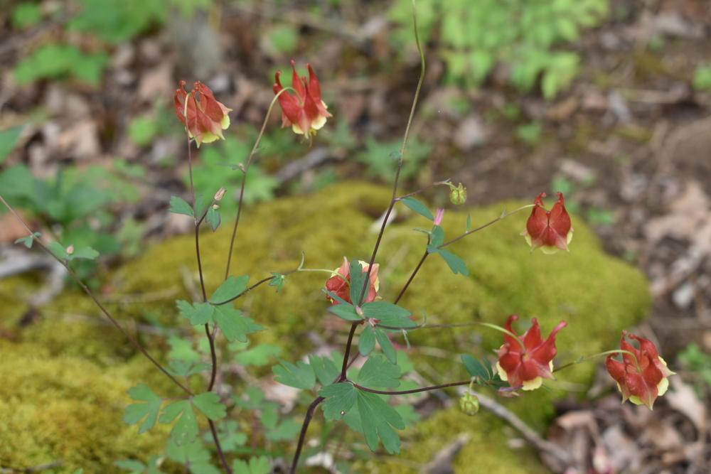Photo of Eastern Red Columbine (Aquilegia canadensis) uploaded by oranges