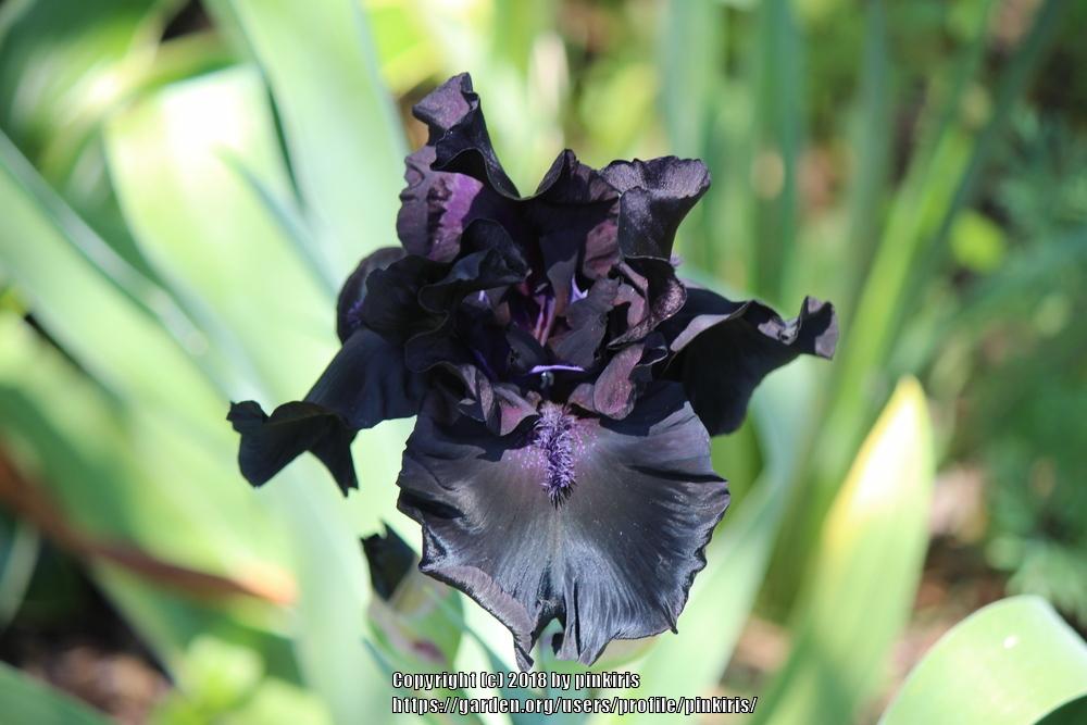 Photo of Tall Bearded Iris (Iris 'Midnight Oil') uploaded by pinkiris