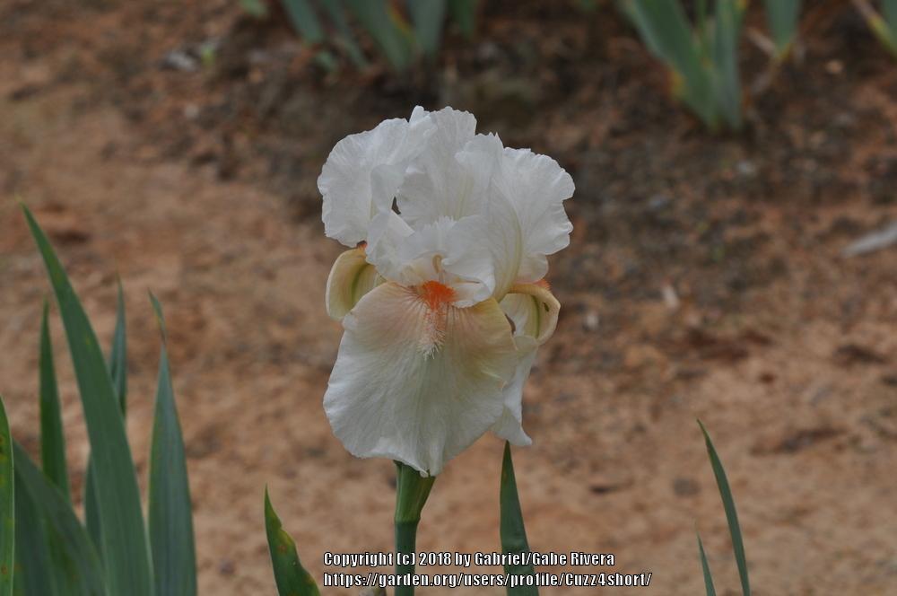 Photo of Tall Bearded Iris (Iris 'Charm of Eden') uploaded by Cuzz4short